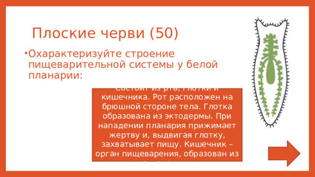 Плоские черви (50) Охарактеризуйте строение пищеварительной системы у белой планарии: Состоит из рта, глотки и кишечника. Рот расположен на брюшной стороне тела. Глотка образована из эктодермы. При нападении планария прижимает жертву и, выдвигая глотку, захватывает пищу. Кишечник – орган пищеварения, образован из энтодермы. 