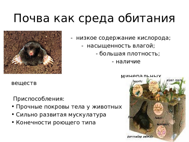 Почва как среда обитания  - низкое содержание кислорода;  - насыщенность влагой;  - большая плотность;  - наличие органических,  минеральных веществ  Приспособления: Прочные покровы тела у животных Сильно развитая мускулатура Конечности роющего типа 