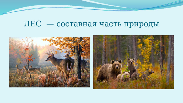 ЛЕС  — составная часть природы 