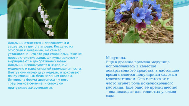 Медуница. Еще в древние времена медуница использовалась в качестве лекарственного средства, в настоящее время является популярным садовым многолетником. Она невысокая и часто играет роль почвопокровного растения. Еще одно ее преимущество – она подходит для тенистых уголков сада. Ландыши относятся к первоцветам и зацветают где-то в апреле. Когда-то их относили к лилейным, но сейчас установлено, что это род спаржевых. Уже не первое столетие ландыши культивируют и выращивают в декоративных целях. Ландыши используются в народной медицине и парфюмерной промышленности. Цветут они около двух недель, и покрывают почву сплошным бело-зеленым ковром. Интересна форма цветоноса – у него треугольное сечение, и сверху он причудливо закручивается .   
