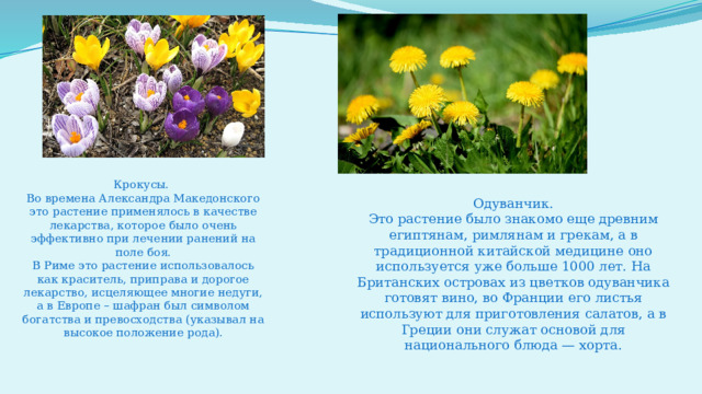 Одуванчик. Это растение было знакомо еще древним египтянам, римлянам и грекам, а в традиционной китайской медицине оно используется уже больше 1000 лет. На Британских островах из цветков одуванчика готовят вино, во Франции его листья используют для приготовления салатов, а в Греции они служат основой для национального блюда — хорта. Крокусы.  Во времена Александра Македонского это растение применялось в качестве лекарства, которое было очень эффективно при лечении ранений на поле боя.  В Риме это растение использовалось как краситель, приправа и дорогое лекарство, исцеляющее многие недуги, а в Европе – шафран был символом богатства и превосходства (указывал на высокое положение рода).   