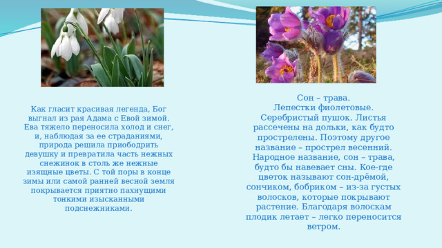 Сон – трава. Лепестки фиолетовые. Серебристый пушок. Листья рассечены на дольки, как будто прострелены. Поэтому другое название – прострел весенний. Народное название, сон – трава, будто бы навевает сны. Кое-где цветок называют сон-дрёмой, сончиком, бобриком – из-за густых волосков, которые покрывают растение. Благодаря волоскам плодик летает – легко переносится ветром. Как гласит красивая легенда, Бог выгнал из рая Адама с Евой зимой. Ева тяжело переносила холод и снег, и, наблюдая за ее страданиями, природа решила приободрить девушку и превратила часть нежных снежинок в столь же нежные изящные цветы. С той поры в конце зимы или самой ранней весной земля покрывается приятно пахнущими тонкими изысканными подснежниками.   