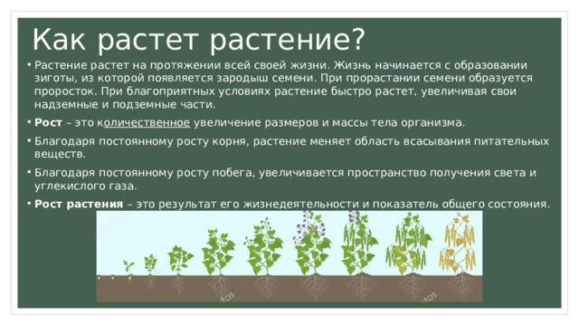 Как растет растение? Растение растет на протяжении всей своей жизни. Жизнь начинается с образовании зиготы, из которой появляется зародыш семени. При прорастании семени образуется проросток. При благоприятных условиях растение быстро растет, увеличивая свои надземные и подземные части. Рост – это к оличественное увеличение размеров и массы тела организма. Благодаря постоянному росту корня, растение меняет область всасывания питательных веществ. Благодаря постоянному росту побега, увеличивается пространство получения света и углекислого газа. Рост растения – это результат его жизнедеятельности и показатель общего состояния. 