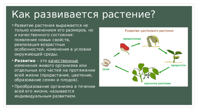 Как развивается растение? Развитие растения выражается не только изменением его размеров, но и качественного состояния: появление новых свойств, реализация возрастных особенностей, изменения в условии окружающей среды. Развитие – это качественные изменения живого организма или отдельных его частей на протяжении всей жизни (прорастание, цветение, образование семян и плодов). Преобразование организма в течении всей его жизни, называется индивидуальным развитием. 