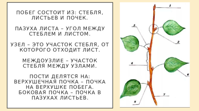 Побег состоит из: стебля, листьев и почек.   Пазуха листа – угол между стеблем и листом.   Узел – это участок стебля, от которого отходит лист.   Междоузлие – участок стебля между узлами.   Пости делятся на:  Верхушечная почка – почка на верхушке побега.  Боковая почка – почка в пазухах листьев. 