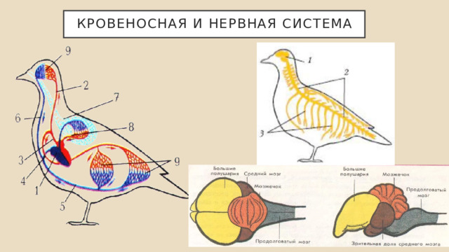 Кровеносная и нервная система 