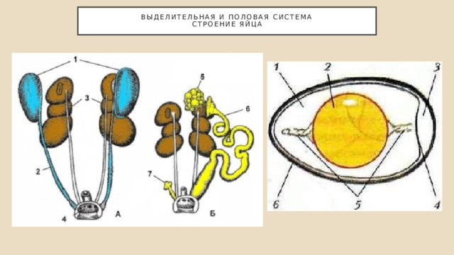 Выделительная и половая система  Строение яйца 