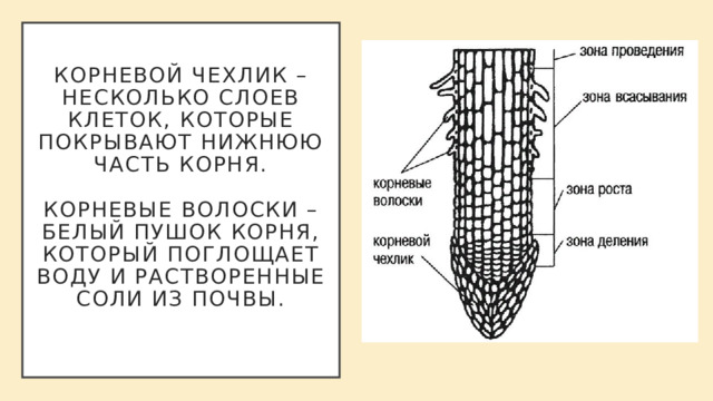 Корневой чехлик – несколько слоев клеток, которые покрывают нижнюю часть корня.   Корневые волоски – белый пушок корня, который поглощает воду и растворенные соли из почвы.   