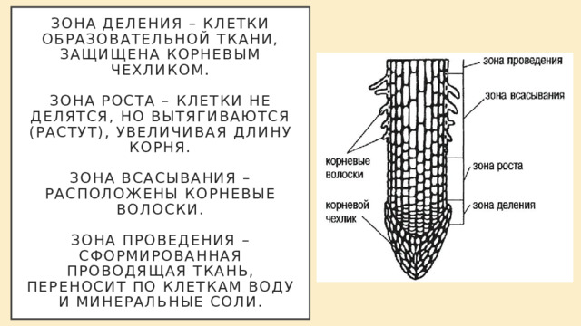 Зона деления – клетки образовательной ткани, защищена корневым чехликом.   Зона роста – клетки не делятся, но вытягиваются (растут), увеличивая длину корня.   Зона всасывания – расположены корневые волоски.   Зона проведения – сформированная проводящая ткань, переносит по клеткам воду и минеральные соли. 