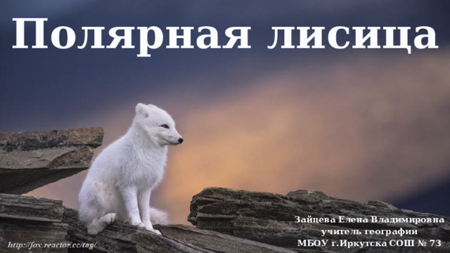 Полярная лисица Зайцева Елена Владимировна учитель географии МБОУ г.Иркутска СОШ № 73 