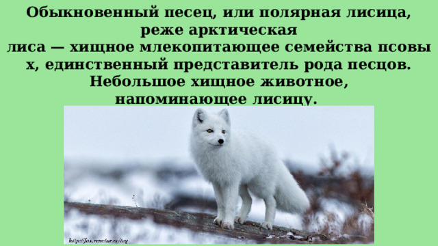 Обыкновенный песец, или полярная лисица, реже арктическая лиса — хищное млекопитающее семейства псовых, единственный представитель рода песцов.  Небольшое хищное животное, напоминающее лисицу.  