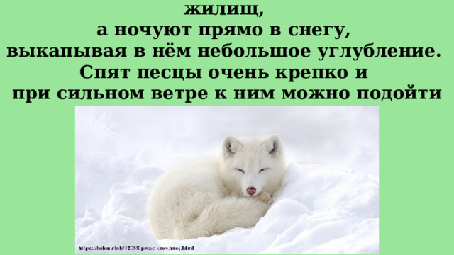 В зимнее время песцы не устраивают жилищ,  а ночуют прямо в снегу,  выкапывая в нём небольшое углубление.  Спят песцы очень крепко и  при сильном ветре к ним можно подойти вплотную. 