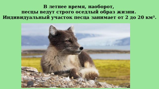 В летнее время, наоборот,  песцы ведут строго оседлый образ жизни.  Индивидуальный участок песца занимает от 2 до 20 км². 