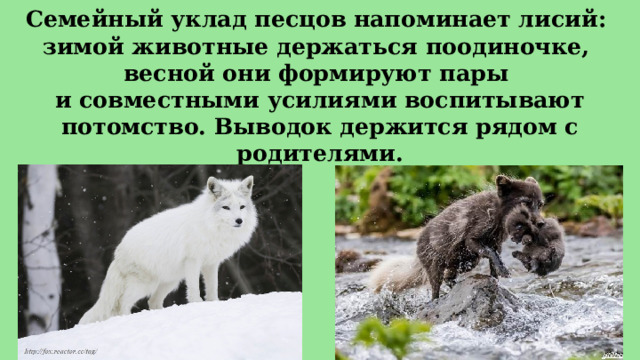 Семейный уклад песцов напоминает лисий:  зимой животные держаться поодиночке,  весной они формируют пары  и совместными усилиями воспитывают потомство. Выводок держится рядом с родителями. 