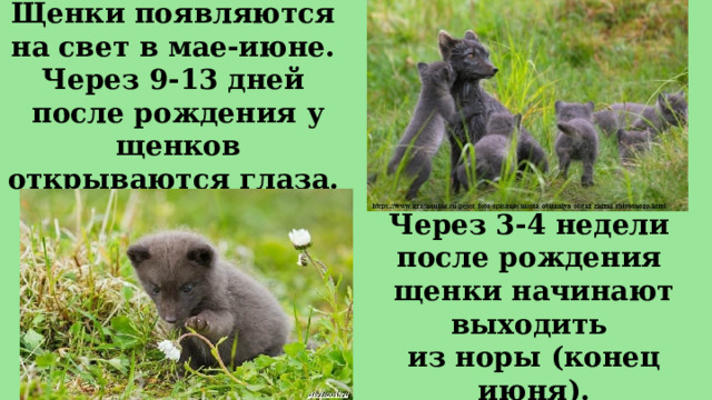 Щенки появляются  на свет в мае-июне.  Через 9-13 дней  после рождения у щенков открываются глаза. Через 3-4 недели после рождения щенки начинают выходить из норы (конец июня). 