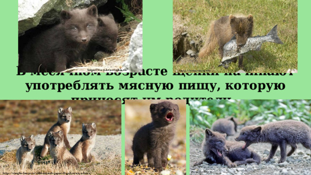 В месячном возрасте щенки начинают употреблять мясную пищу, которую приносят им родители.  