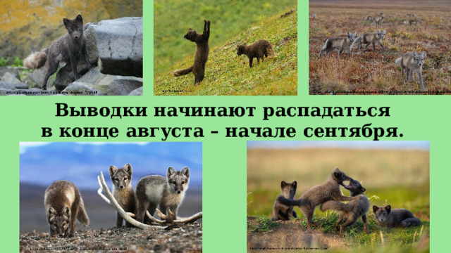 Выводки начинают распадаться  в конце августа – начале сентября.  
