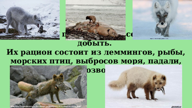 Едят песцы практически все, что могут добыть.  Их рацион состоит из леммингов, рыбы, морских птиц, выбросов моря, падали, морских беспозвоночных и т.д. 