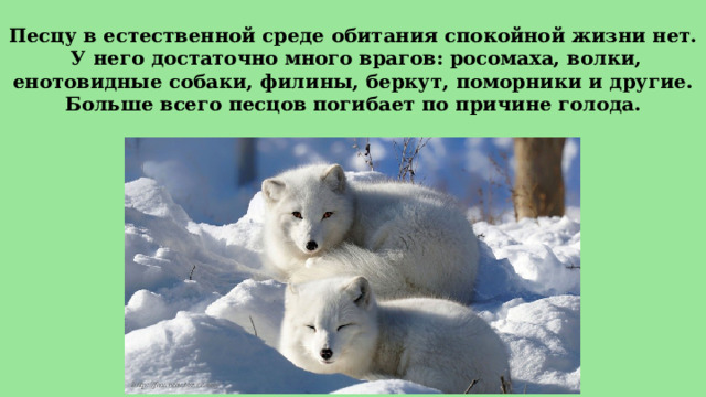 Песцу в естественной среде обитания спокойной жизни нет.  У него достаточно много врагов: росомаха, волки, енотовидные собаки, филины, беркут, поморники и другие.  Больше всего песцов погибает по причине голода. 