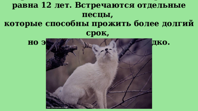  Продолжительности жизни в среднем равна 12 лет. Встречаются отдельные песцы,  которые способны прожить более долгий срок,  но это случается крайне редко. 