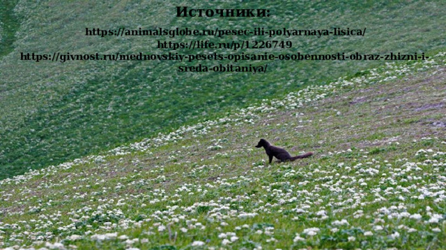 Источники:   https://animalsglobe.ru/pesec-ili-polyarnaya-lisica/  https://life.ru/p/1226749  https://givnost.ru/mednovskiy-pesets-opisanie-osobennosti-obraz-zhizni-i-sreda-obitaniya/ 