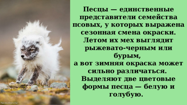 Песцы — единственные представители семейства псовых, у которых выражена сезонная смена окраски.  Летом их мех выглядит рыжевато-черным или бурым,  а вот зимняя окраска может сильно различаться.  Выделяют две цветовые формы песца — белую и голубую.   