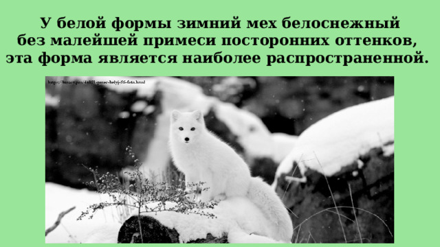 У белой формы зимний мех белоснежный  без малейшей примеси посторонних оттенков,  эта форма является наиболее распространенной. 