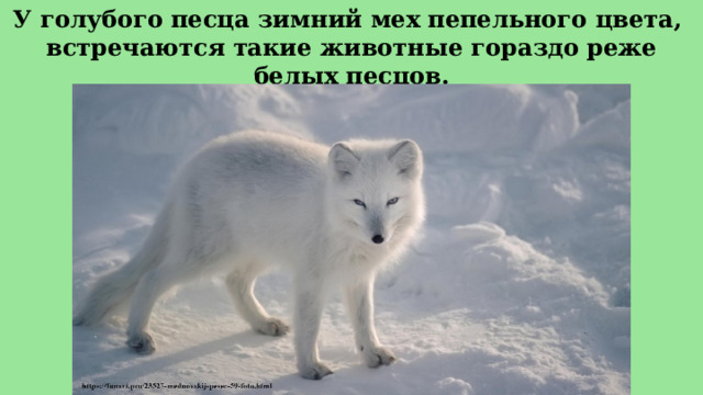 У голубого песца зимний мех пепельного цвета,  встречаются такие животные гораздо реже белых песцов. 