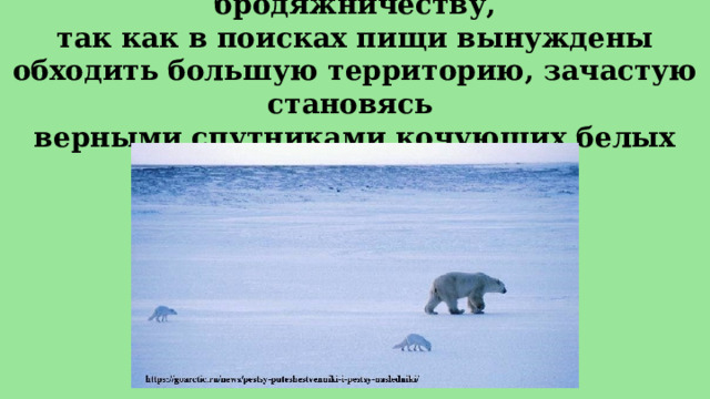 В зимние время песцы склонны к бродяжничеству,  так как в поисках пищи вынуждены обходить большую территорию, зачастую становясь  верными спутниками кочующих белых медведей. 
