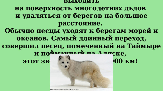 Во время зимних кочёвок песцы могут выходить  на поверхность многолетних льдов  и удаляться от берегов на большое расстояние.  Обычно песцы уходят к берегам морей и океанов. Самый длинный переход, совершил песец, помеченный на Таймыре и пойманный на Аляске,  этот зверь преодолел 5000 км! 