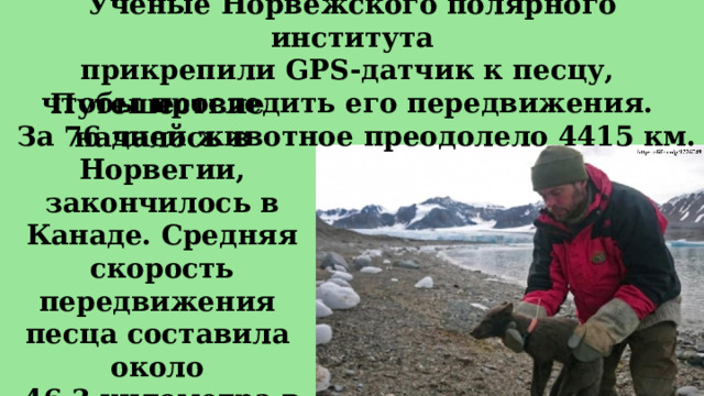Учёные Норвежского полярного института  прикрепили GPS-датчик к песцу,  чтобы проследить его передвижения.  За 76 дней животное преодолело 4415 км. Путешествие началось в Норвегии, закончилось в Канаде. Средняя скорость передвижения песца составила около 46,3 километра в сутки.  