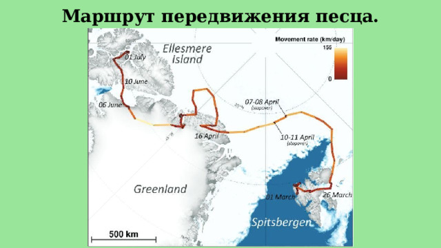 Маршрут передвижения песца. 