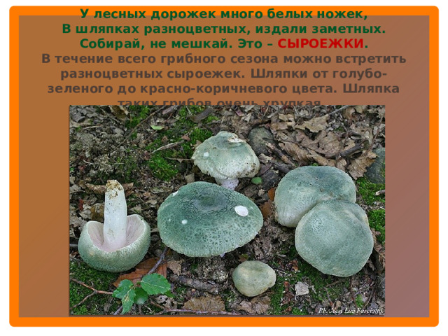 У лесных дорожек много белых ножек, В шляпках разноцветных, издали заметных. Собирай, не мешкай. Это – СЫРОЕЖКИ . В течение всего грибного сезона можно встретить разноцветных сыроежек. Шляпки от голубо-зеленого до красно-коричневого цвета. Шляпка таких грибов очень хрупкая.  