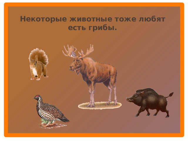 Некоторые животные тоже любят есть грибы.  