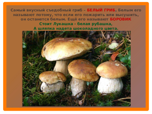 Самый вкусный съедобный гриб – БЕЛЫЙ ГРИБ . Белым его называют потому, что если его пожарить или высушить, он останется белым. Ещё его называют БОРОВИК Стоит Лукашка - белая рубашка, А шляпка надета шоколадного цвета.  