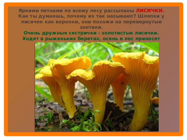 Яркими пятнами по всему лесу рассыпаны ЛИСИЧКИ . Как ты думаешь, почему их так называют? Шляпки у лисичек как воронки, они похожи на перевернутые зонтики. Очень дружные сестрички - золотистые лисички. Ходят в рыженьких беретах, осень в лес приносят летом.  