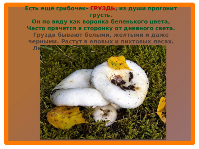 Есть ещё грибочек- ГРУЗДЬ , из души прогонит грусть. Он по виду как воронка беленького цвета, Часто прячется в сторонку от дневного света. Грузди бывают белыми, желтыми и даже черными. Растут в еловых и пихтовых лесах. Люди часто собирают грузди на засолку.  