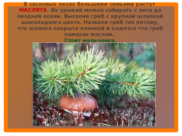 В сосновых лесах большими семьями растут МАСЛЯТА .  Их урожай можно собирать с лета до поздней осени. Высокий гриб с крупной шляпкой шоколадного цвета. Назвали гриб так потому, что шляпка покрыта пленкой и кажется что гриб намазан маслом. Стоит мальчонка, Замаслена шапчонка.  
