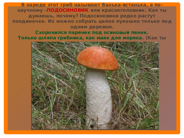 В народе этот гриб называют Ванька-встанька, а по-научному – ПОДОСИНОВИК или красноголовник. Как ты думаешь, почему? Подосиновики редко растут поодиночке. Их можно собрать целое лукошко только под одним деревом. Схоронился паренек под осиновый пенек. Только шляпа грибника, как маяк для моряка. (Как ты понимаешь это стихотворение?)  