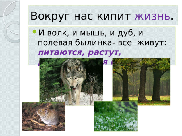 Вокруг нас кипит жизнь . И волк, и мышь, и дуб, и полевая былинка- все живут: питаются, растут, размножаются и умирают. 