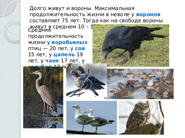 Долго живут и вороны. Максимальная продолжительность жизни в неволе у воронов составляет 75 лет. Тогда как на свободе вороны живут в среднем 10 – 15 лет. Средняя продолжительность жизни у воробьиных птиц — 20 лет, у сов 15 лет, у цапель 19 лет, у чаек 17 лет, у голубей 12 лет. 