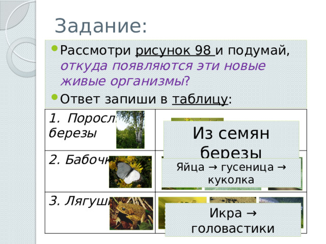 Задание: Рассмотри рисунок 98 и подумай, откуда появляются эти новые живые организмы ? Ответ запиши в таблицу : Поросль 2. Бабочки березы 3. Лягушки Из семян березы Яйца → гусеница → куколка Икра → головастики 