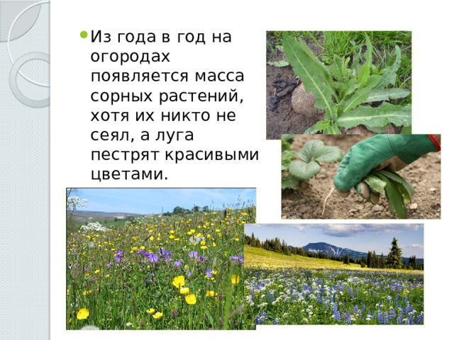 Из года в год на огородах появляется масса сорных растений, хотя их никто не сеял, а луга пестрят красивыми цветами. 