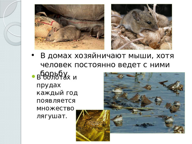 В домах хозяйничают мыши, хотя человек постоянно ведет с ними борьбу. В болотах и прудах каждый год появляется множество лягушат. 