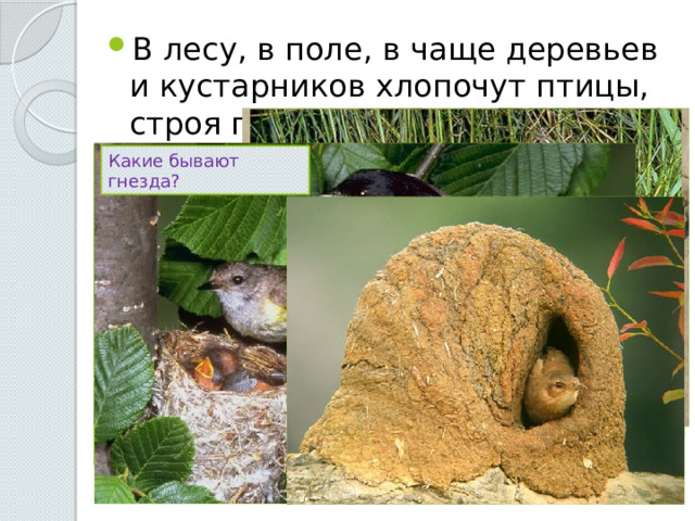 В лесу, в поле, в чаще деревьев и кустарников хлопочут птицы, строя гнезда. Какие бывают гнезда? 