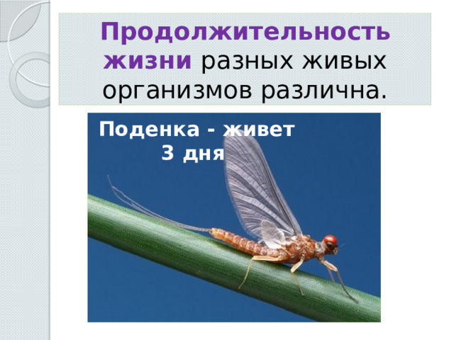 Продолжительность жизни разных живых организмов различна. Поденка - живет 3 дня 