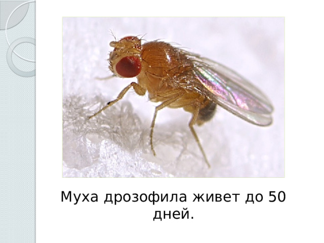 Муха дрозофила живет до 50 дней. 