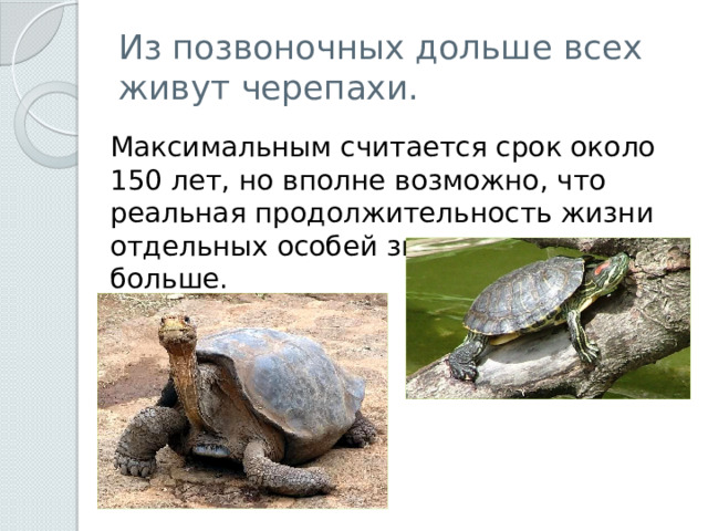Из позвоночных дольше всех живут черепахи. Максимальным считается срок около 150 лет, но вполне возможно, что реальная продолжительность жизни отдельных особей значительно больше. 