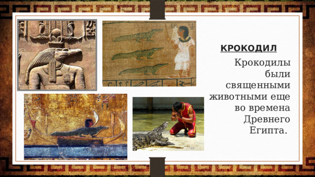 КРОКОДИЛ Крокодилы были священными животными еще во времена Древнего Египта. 