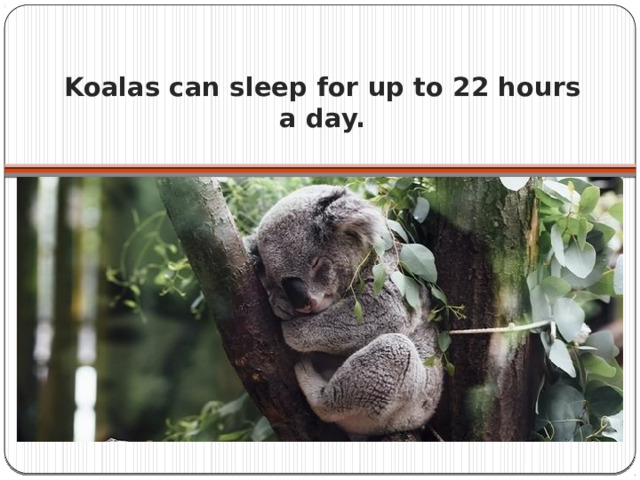 Koalas can sleep for up to 22 hours a day.   